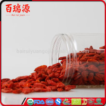 Berry goji health benefits of goji berries pianta goji